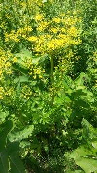 Wild Parsnip
