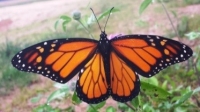 Monarch Butterfly