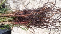 Roots with gel