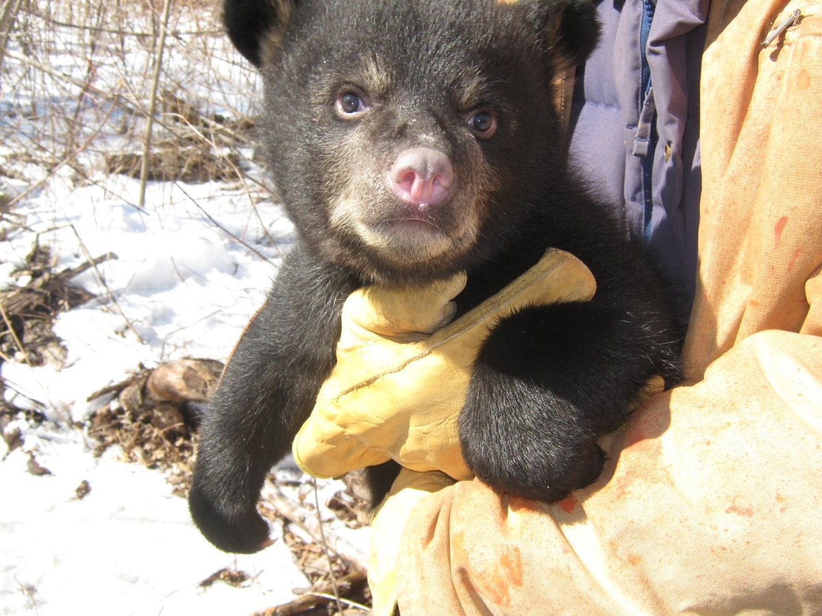 Closeup of black bear cub being held by person outdoors