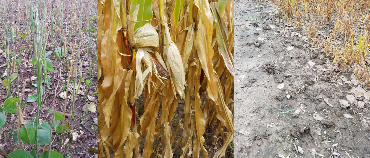 3 views of crop damage including soybeans, damaged corn ears, and wildlife tracks in mud